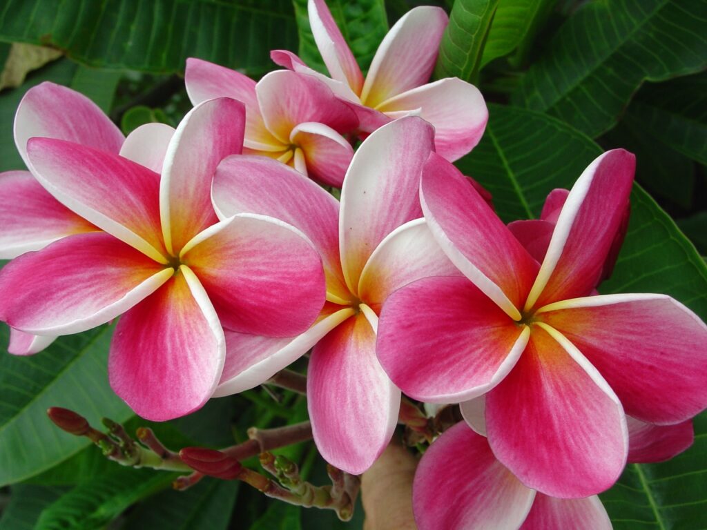 Okeechobee Pink plumeria photo