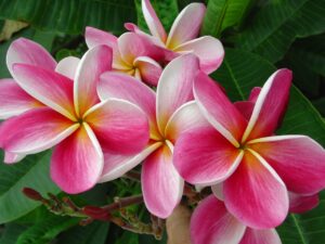 Okeechobee Pink plumeria photo