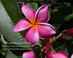 Okeechobee Pink plumeria photo