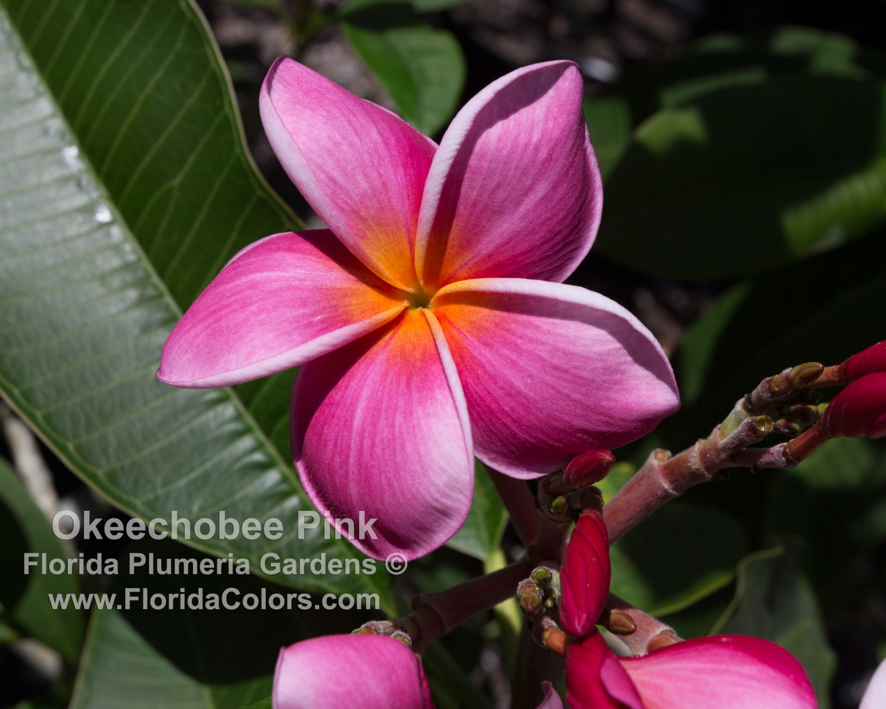 Okeechobee Pink plumeria photo