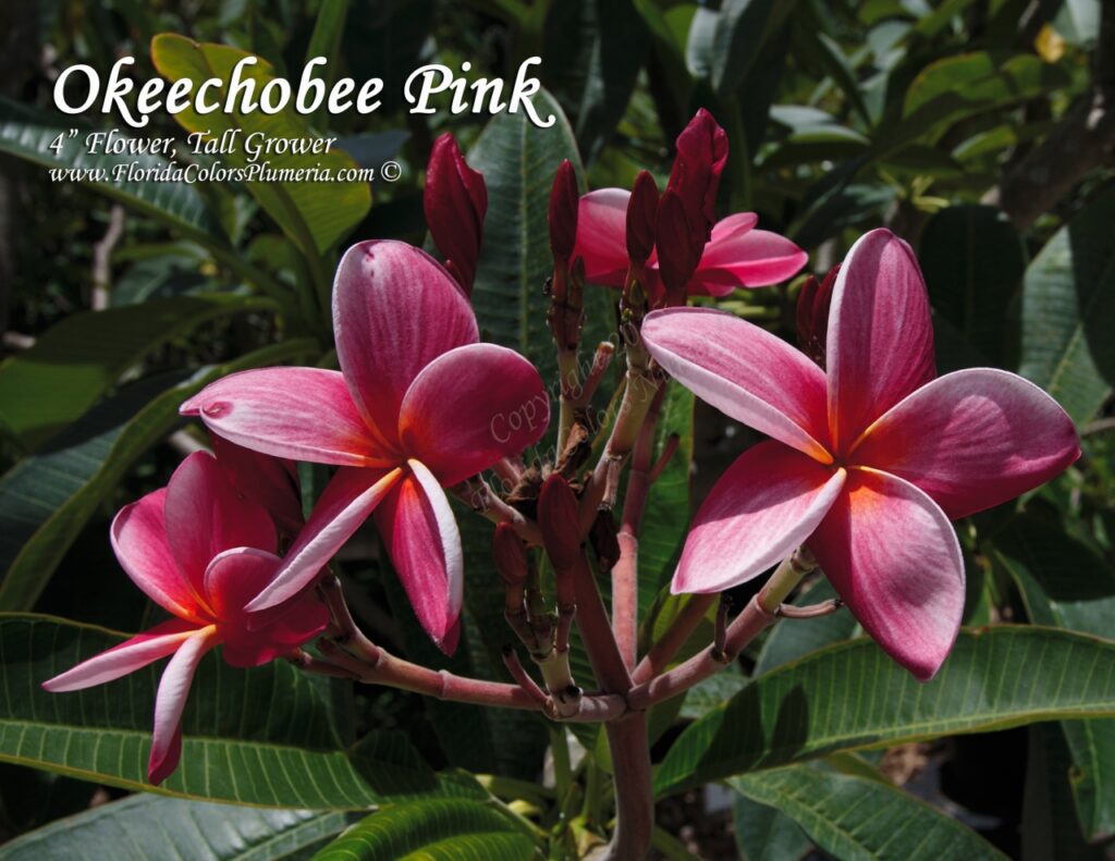 Okeechobee Pink plumeria photo
