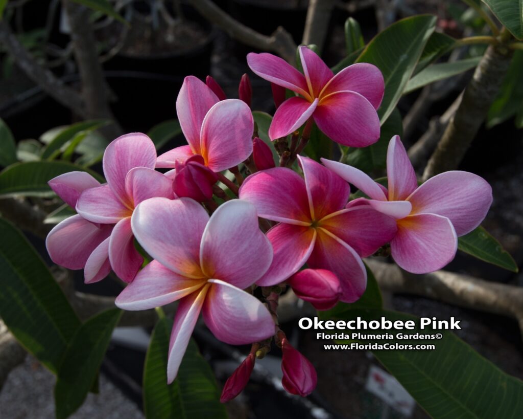 Okeechobee Pink plumeria photo