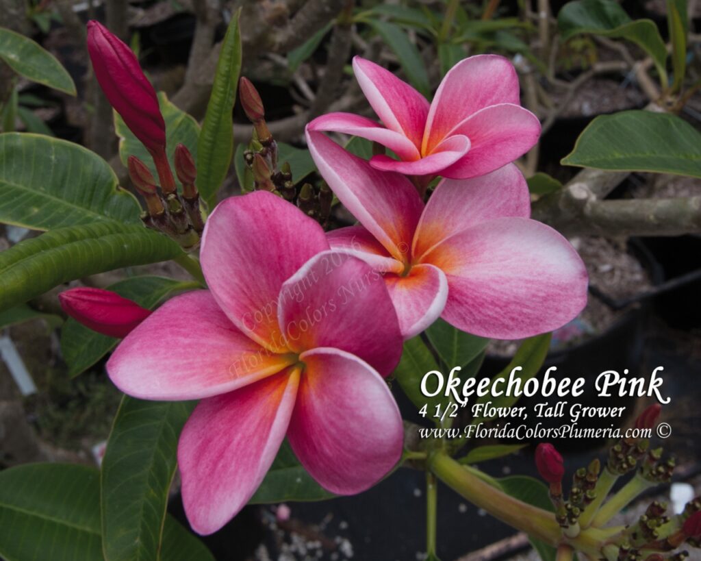 Okeechobee Pink plumeria photo