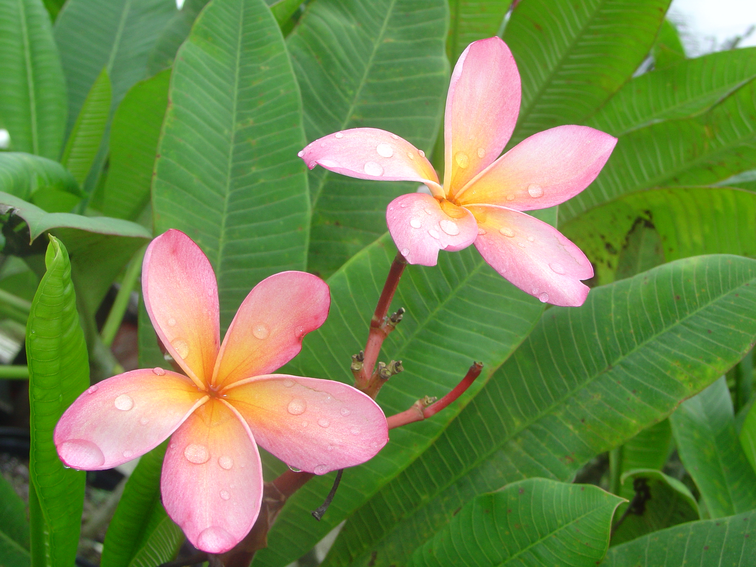 Orange Punch plumeria photo
