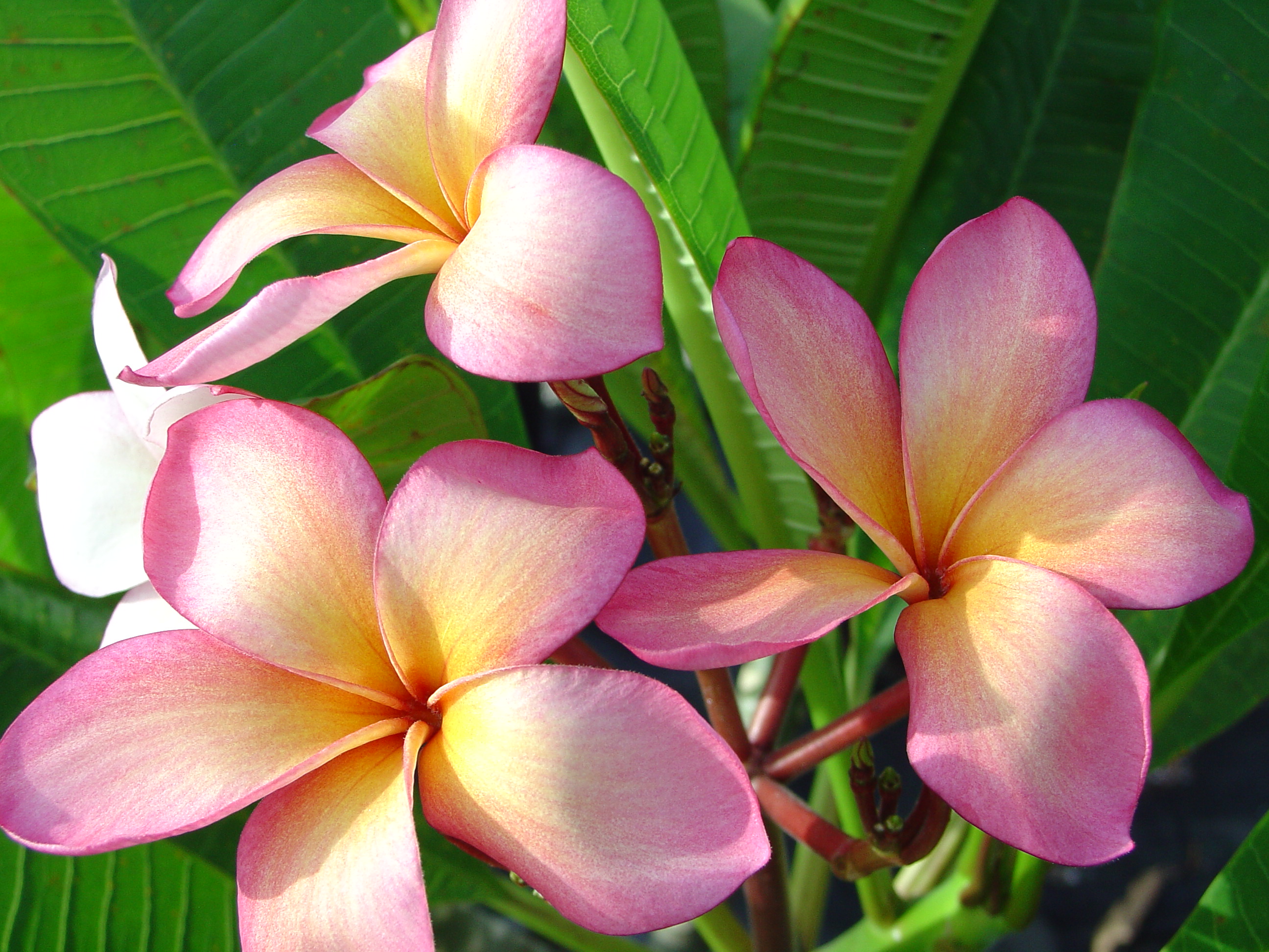 Orange Punch plumeria photo