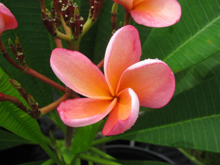 Orange Punch plumeria photo