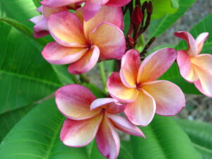 J.L. Orange Rainbow plumeria photo