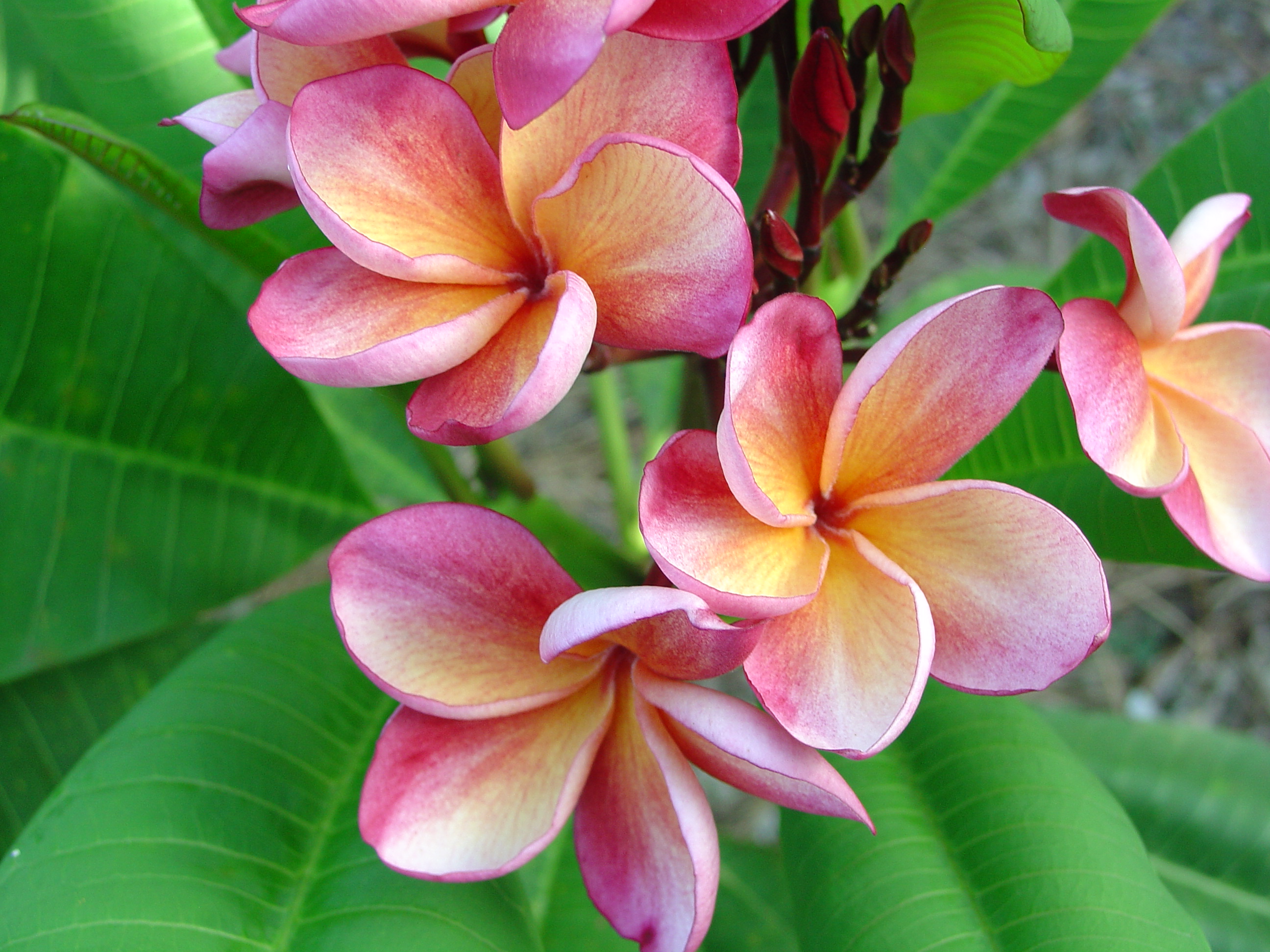 J.L. Orange Rainbow plumeria photo