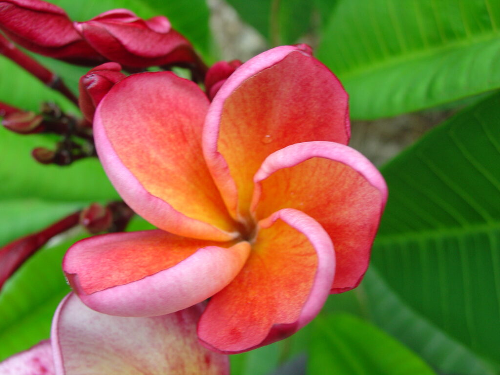 J.L. Orange Rainbow plumeria photo