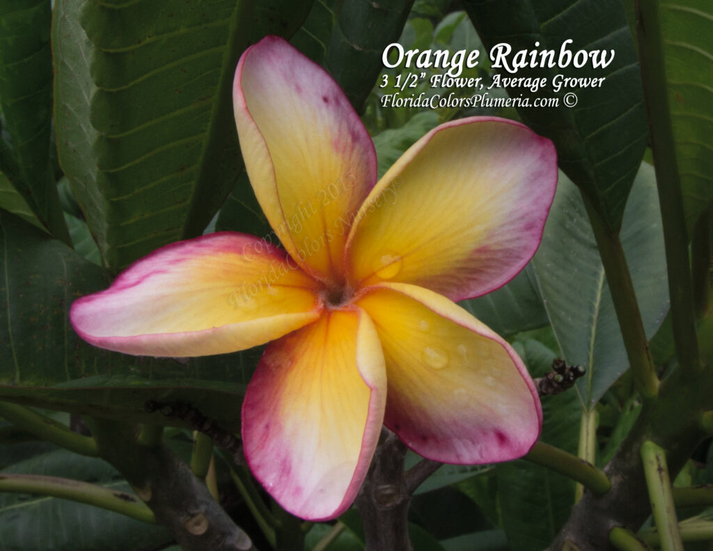 J.L. Orange Rainbow plumeria photo
