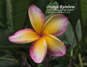 J.L. Orange Rainbow thumbnail