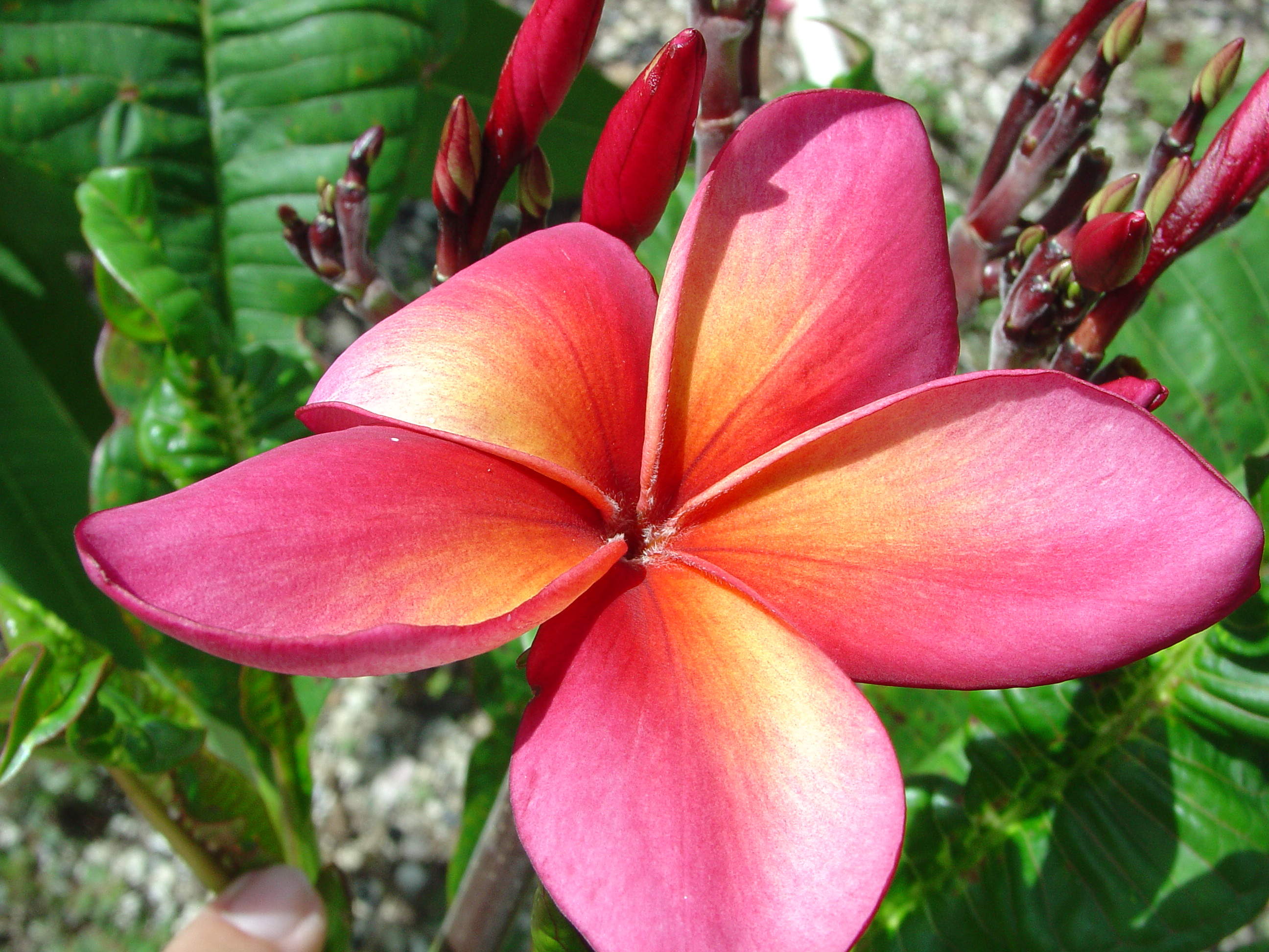 Orange Special plumeria photo