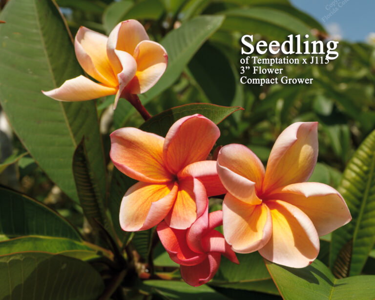 Orange Special plumeria photo