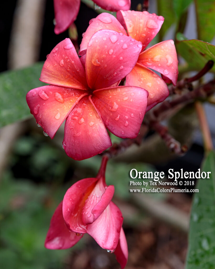 Orange Splendor plumeria photo
