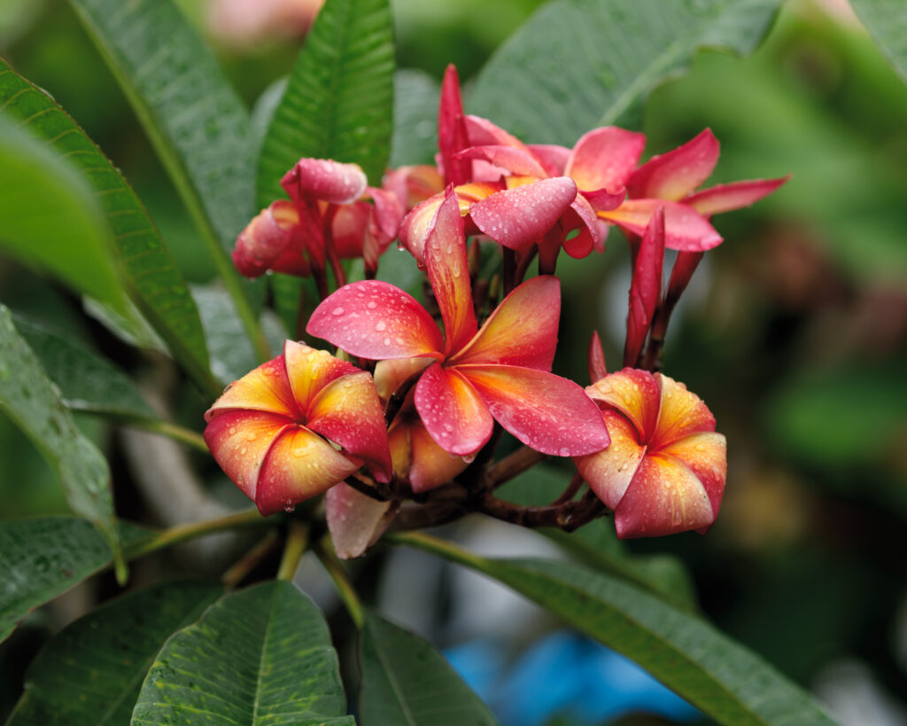 Orange Splendor plumeria photo