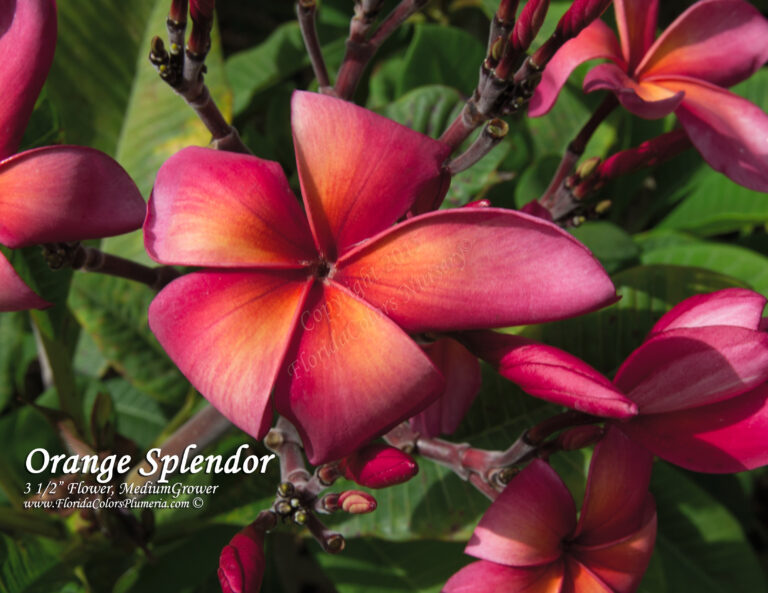 Orange Splendor plumeria photo