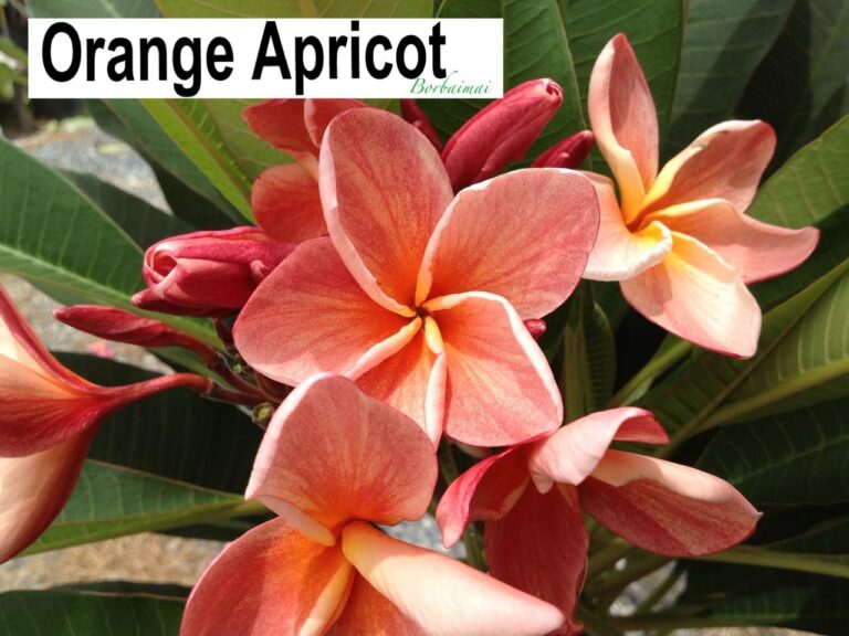 Orange Apricot plumeria photo