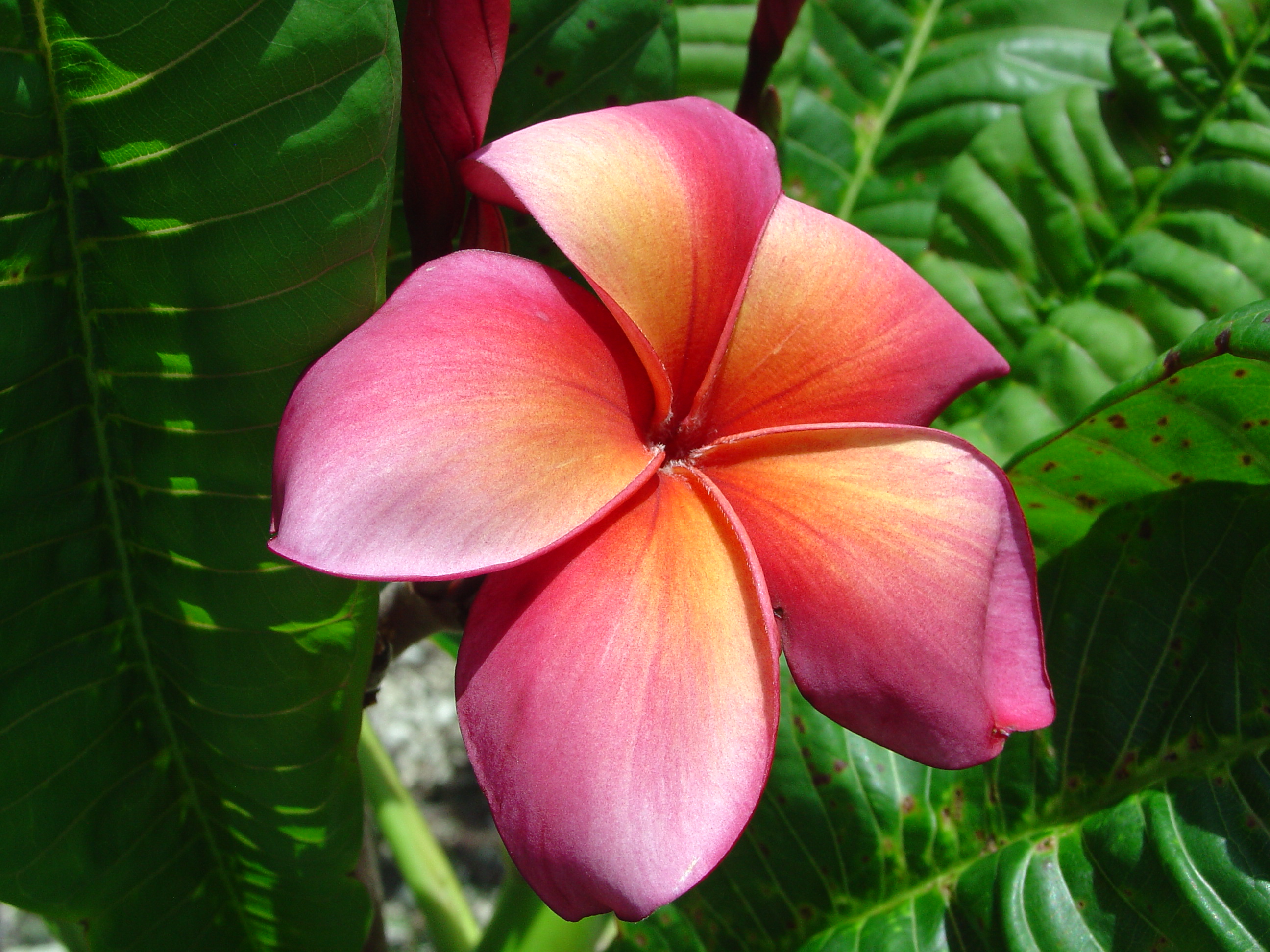 Orange Special plumeria photo