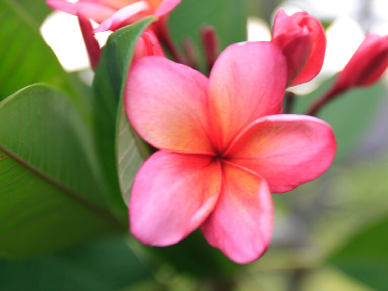 Aussie Pink plumeria flower