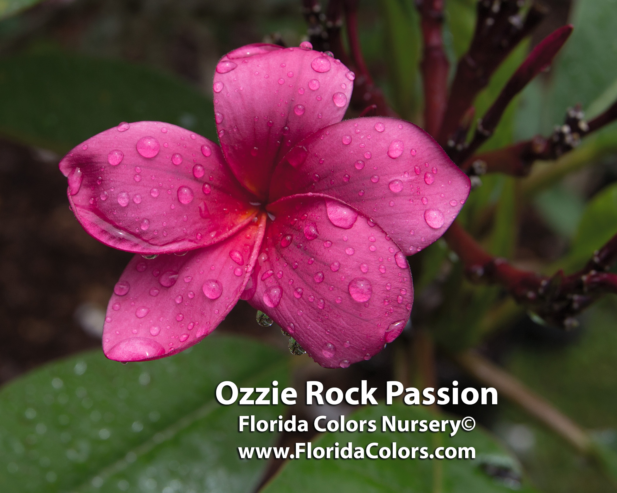 Ozzie Rock Passion plumeria photo