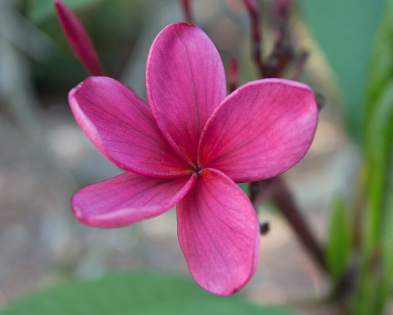 Ozzie Rock Passion plumeria photo