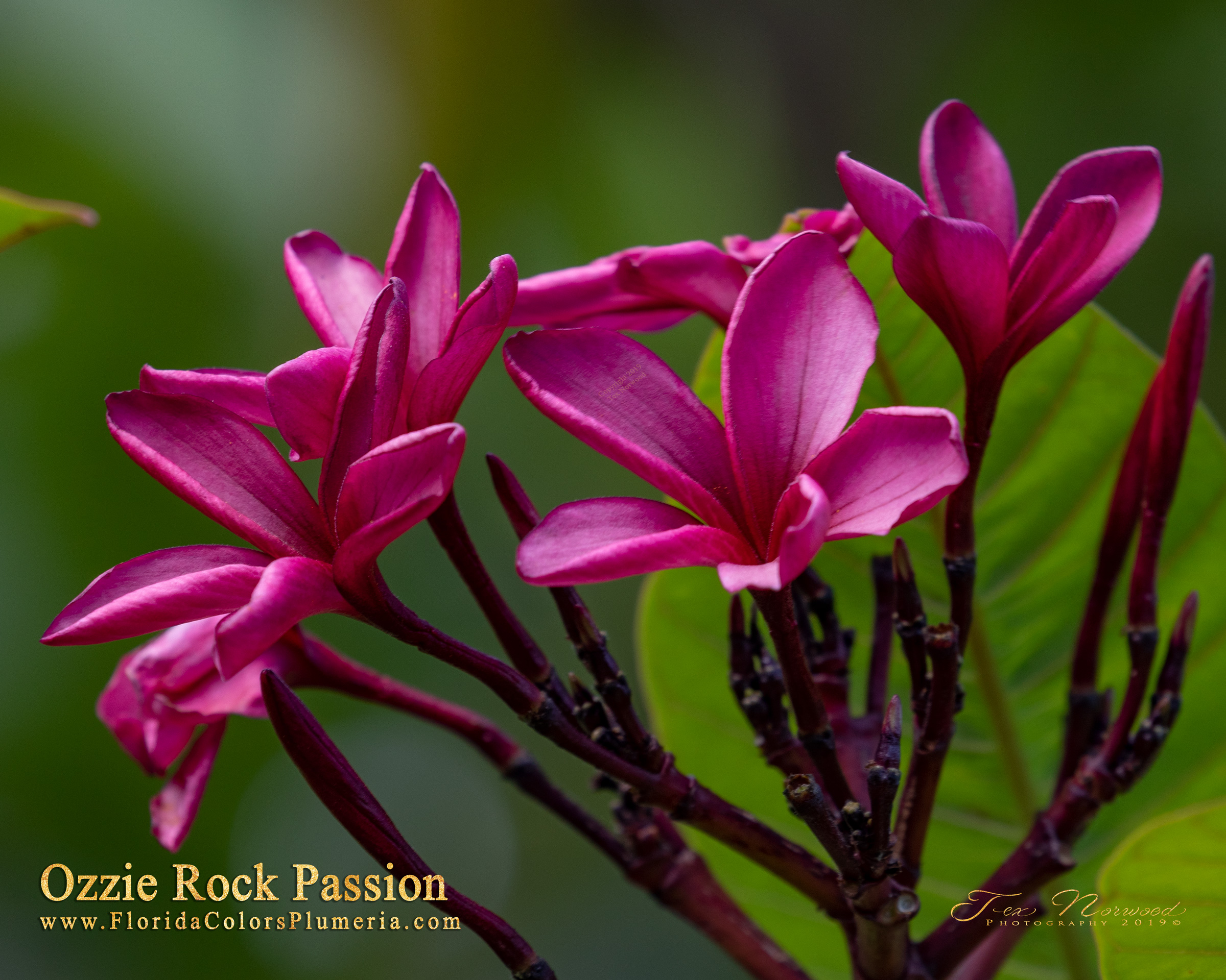 Ozzie Rock Passion plumeria photo
