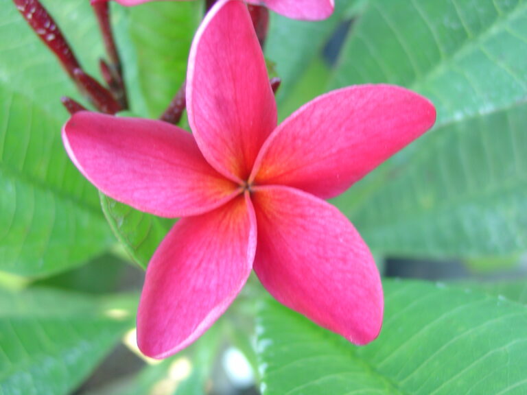 P13 plumeria photo