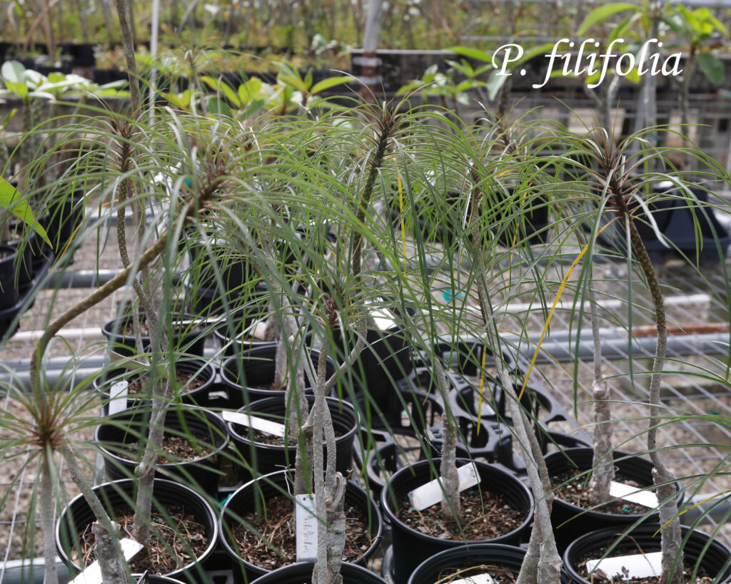 P. Filifolia plumeria photo