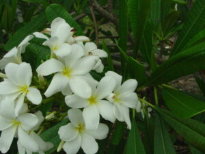 P. Tuberculata thumbnail