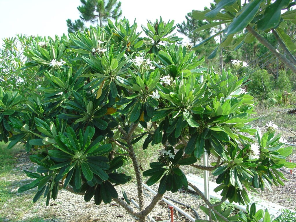 P. Tuberculata plumeria photo