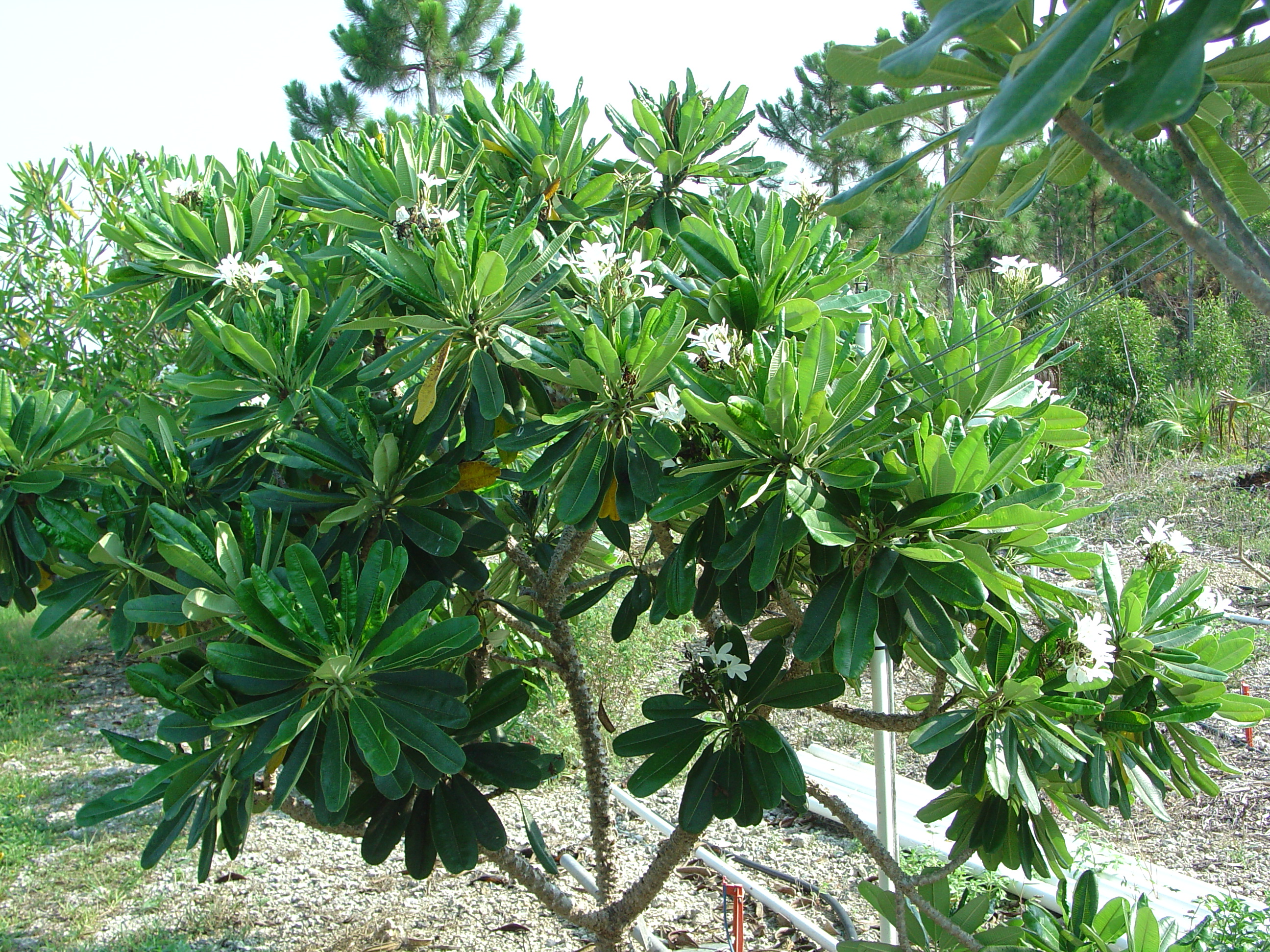 P. Tuberculata plumeria photo