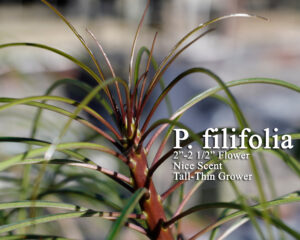 P. Filifolia thumbnail