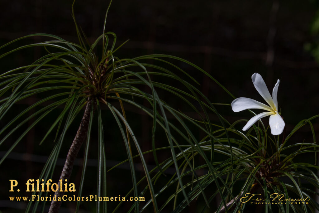 P. Filifolia plumeria photo