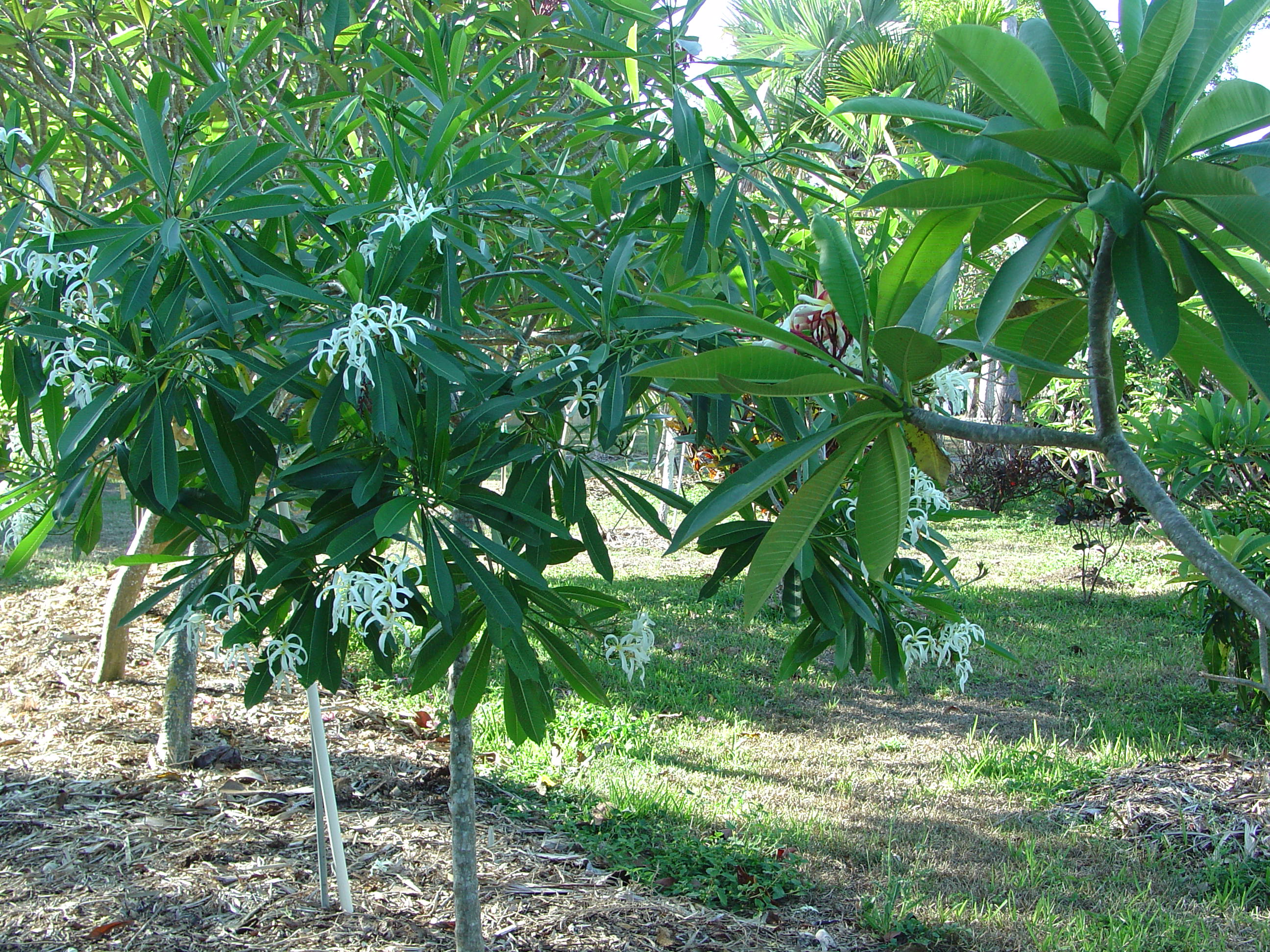 Plumeria Stenopetala plumeria photo
