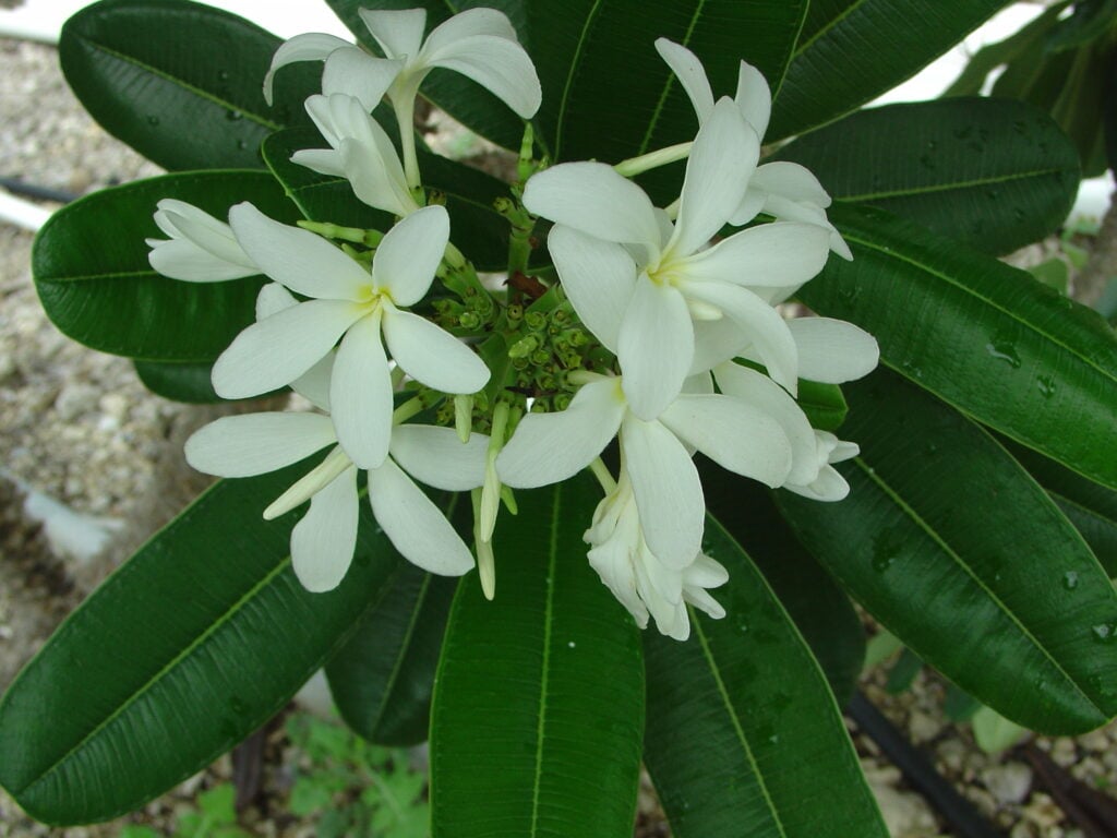 P. Tuberculata plumeria photo