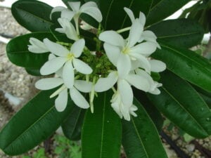 P. Tuberculata plumeria photo