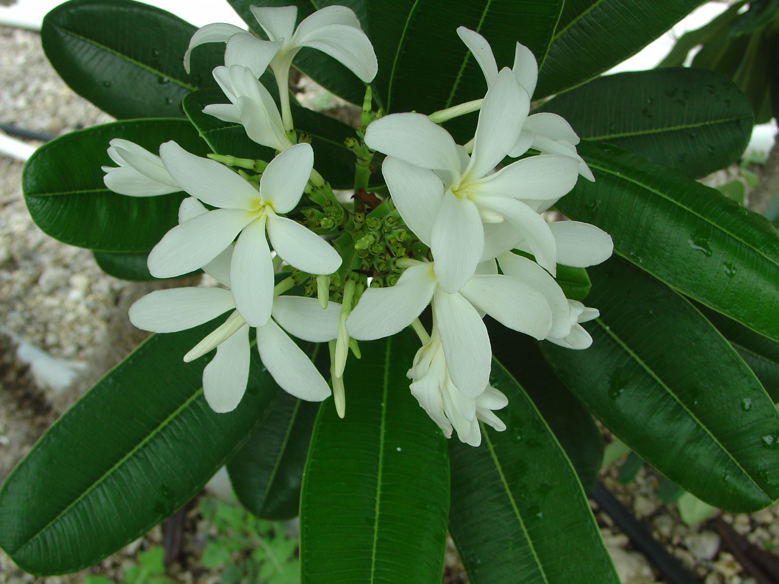 P. Tuberculata plumeria photo