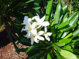 P. Alba thumbnail