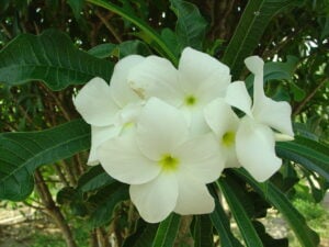 P. Pudica plumeria photo