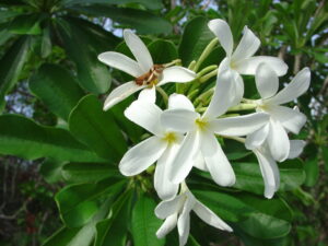 Yucatan thumbnail
