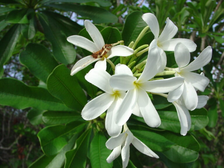 Yucatan plumeria photo