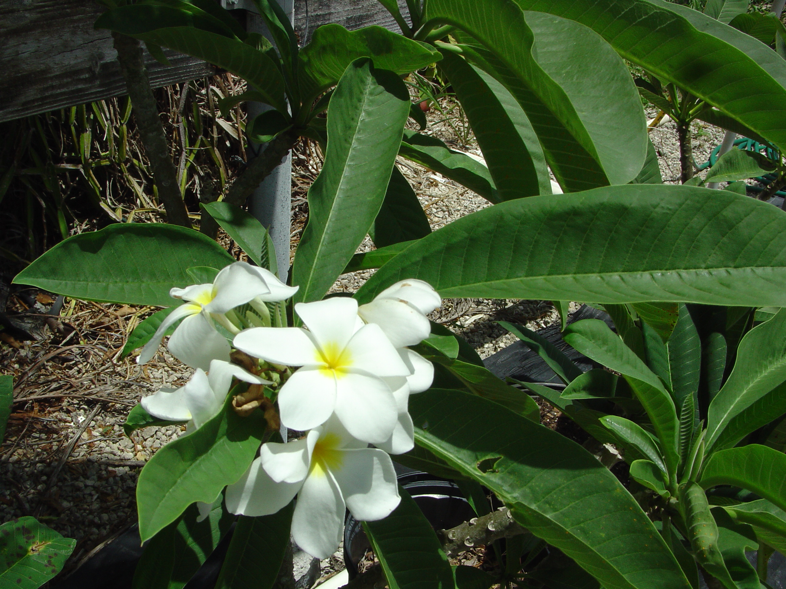 Zacatecas plumeria photo