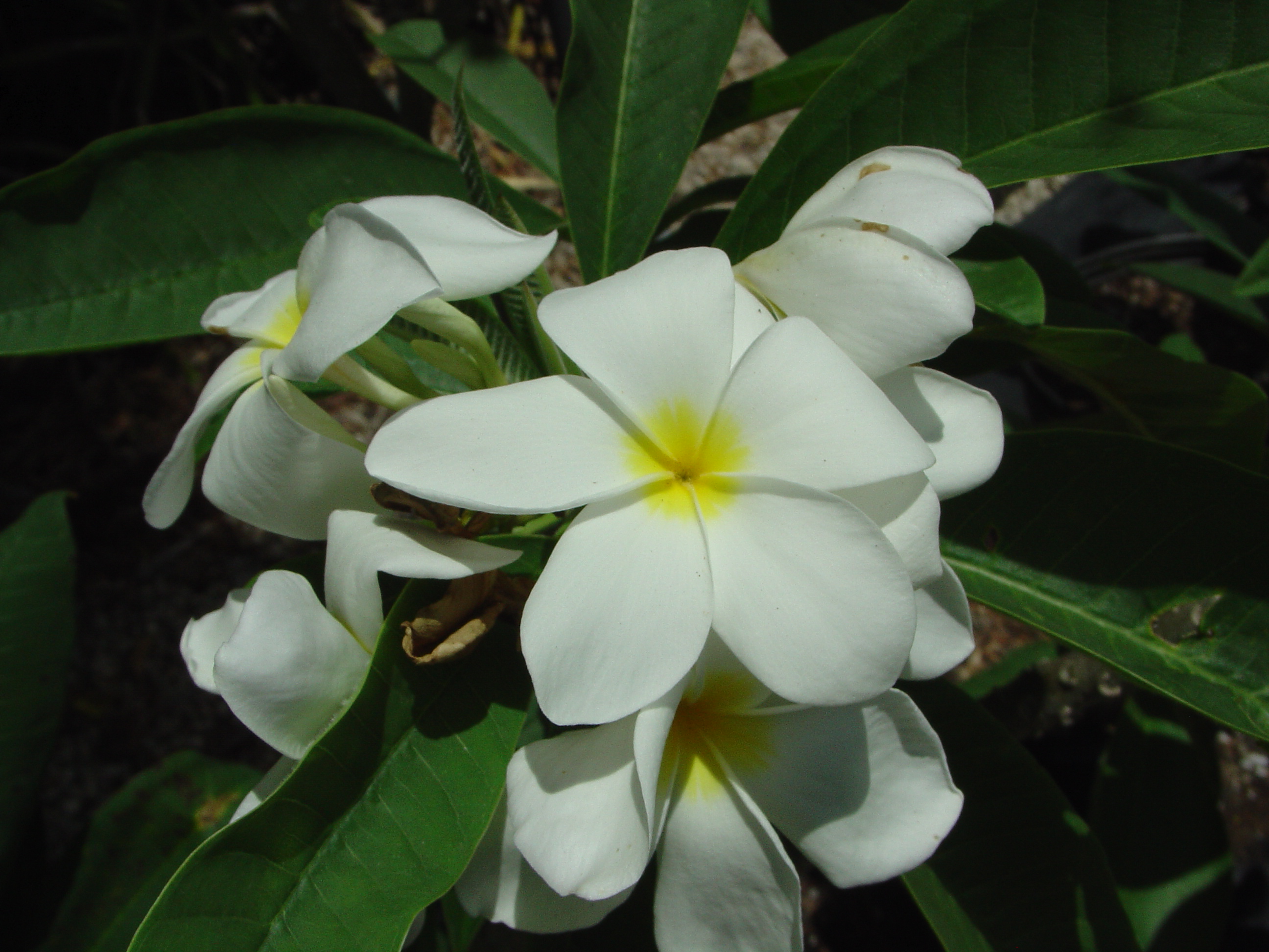 Zacatecas plumeria photo