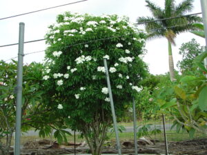 P. Pudica thumbnail