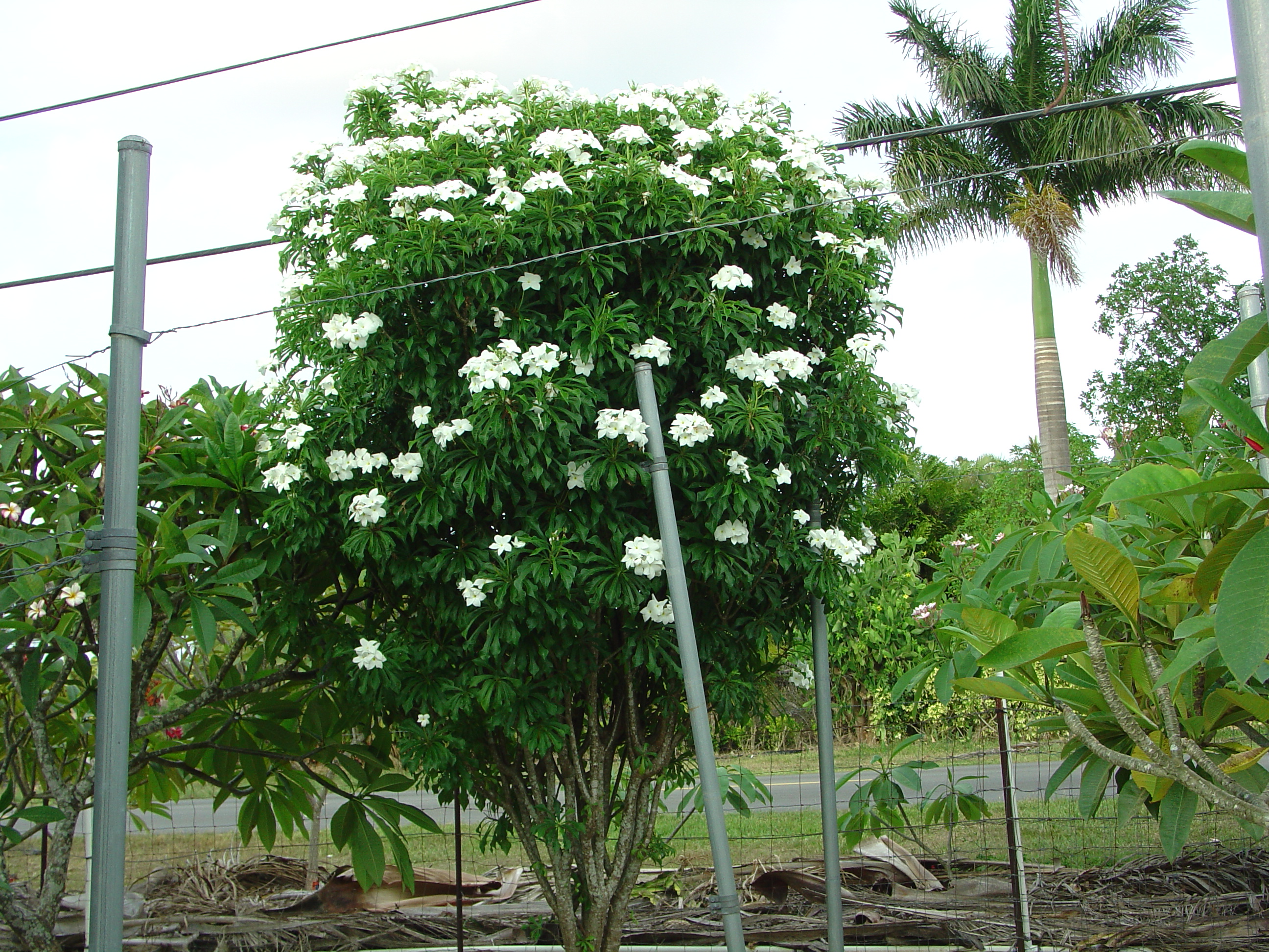 P. Pudica plumeria photo
