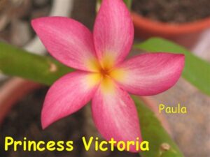 Princess Victoria plumeria