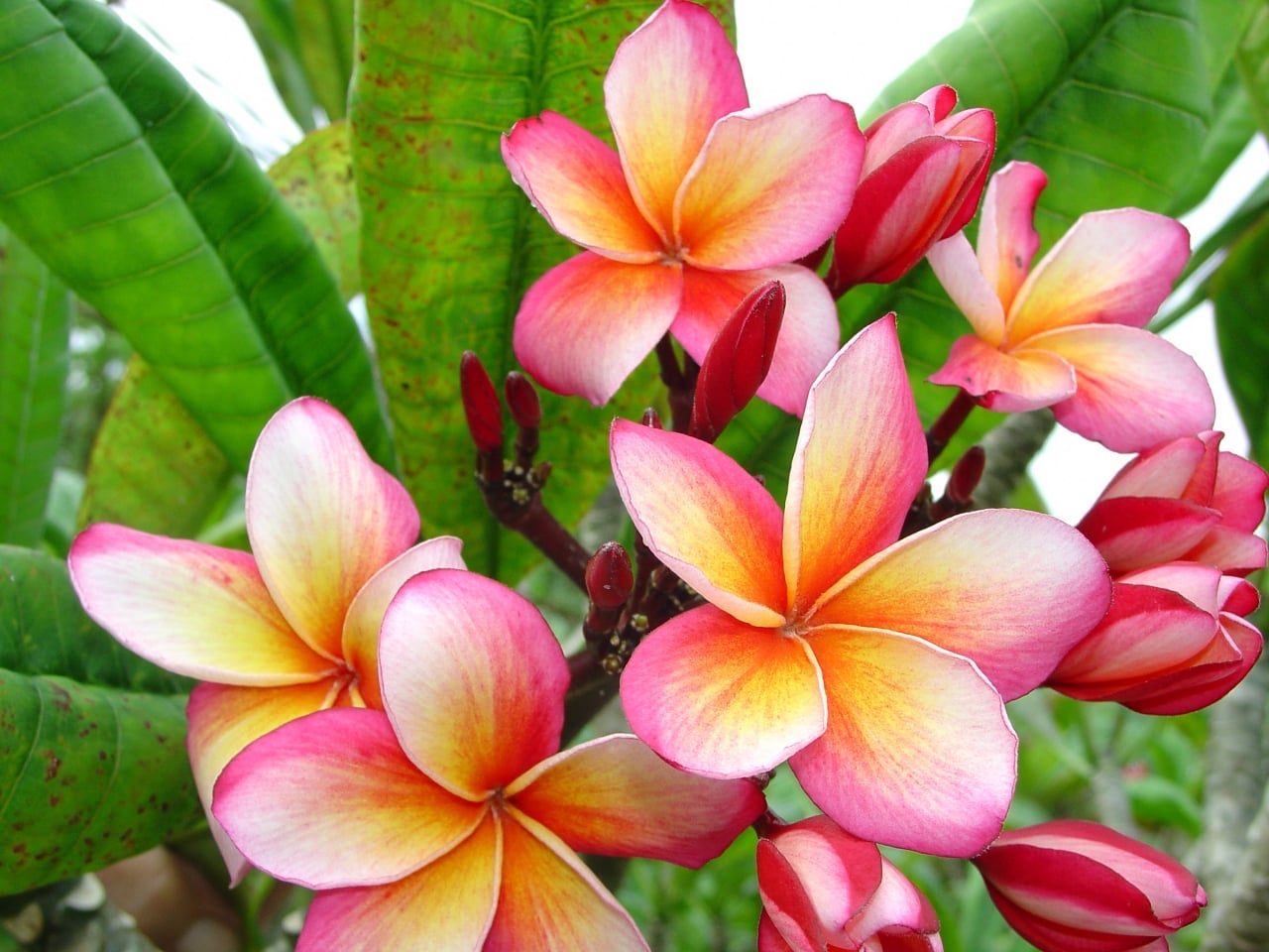Father Damien plumeria photo