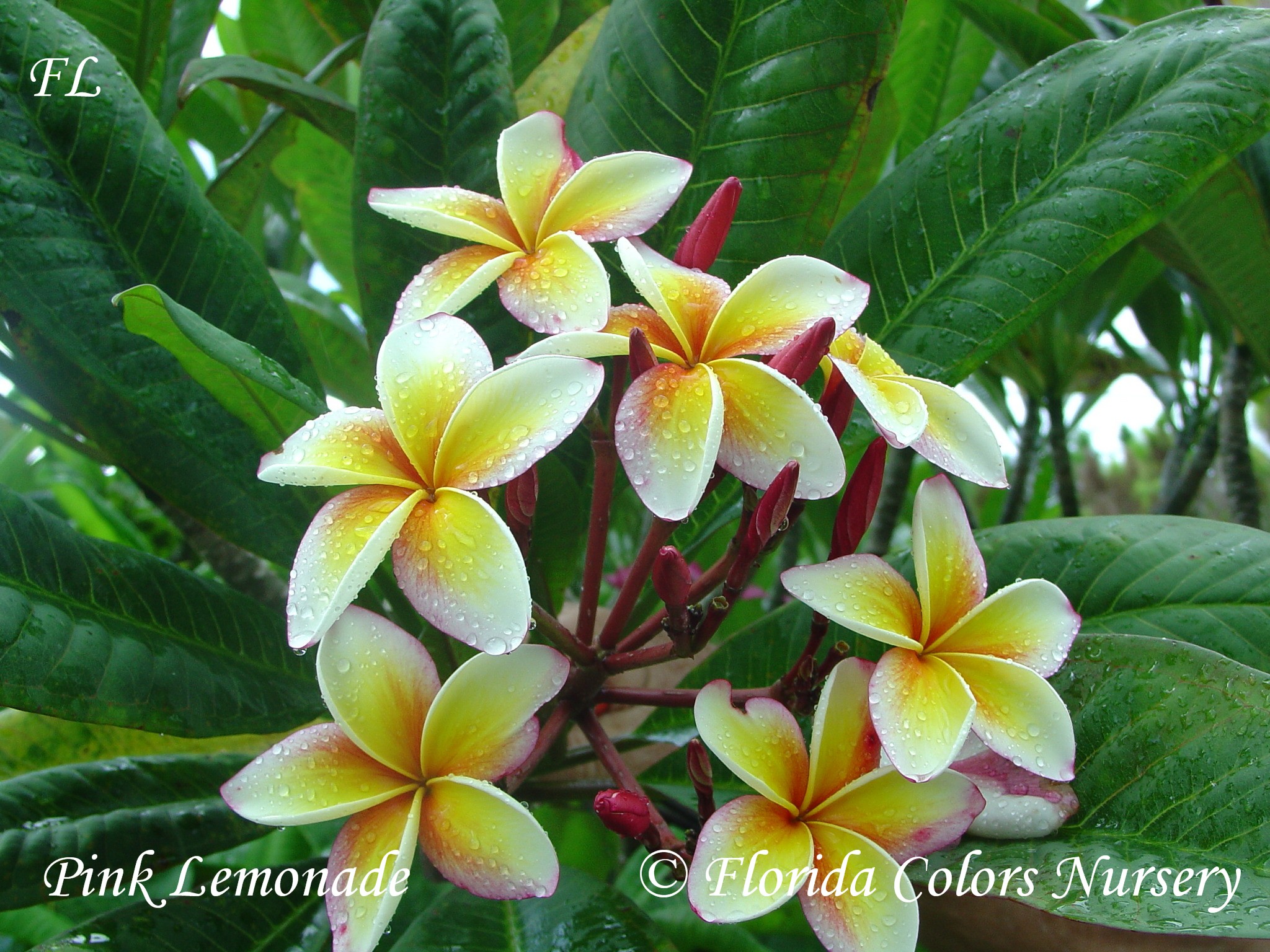 Pink Lemonade plumeria photo