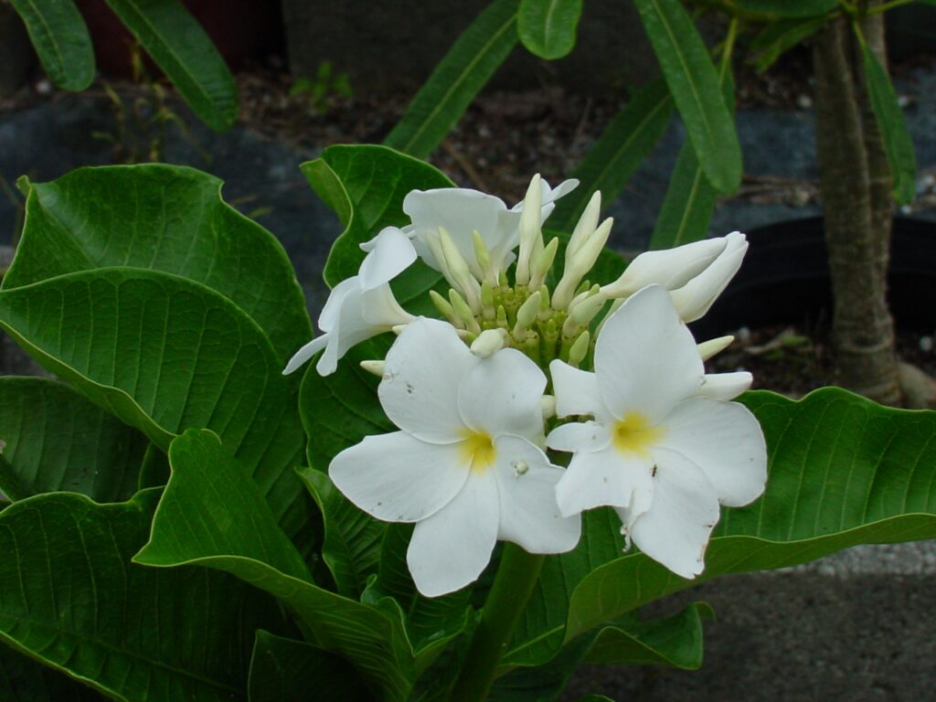 P. Isabella plumeria photo