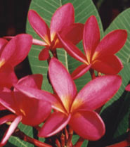 Daeng Udon plumeria flower
